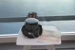 Edge Infinite Veranda Stateroom Picture