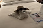 Celebrity Suite Stateroom Picture