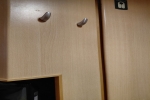 Veranda Stateroom Cabin 7176. Picture