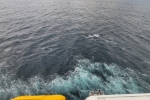 Balcony Stateroom Cabin 11710. Picture