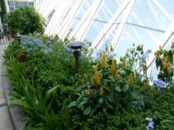 Allure of the Seas Central Park picture