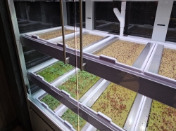 MSC World Europa Chefs Garden Kitchen picture