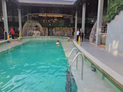 MSC World Europa Botanic Garden Pool picture Uploaded in 2024 Photo courtesy of Meg Ryan. MSC World Europa Botanic Garden Pool picture