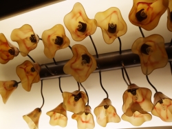 Disney Dream Remy picture