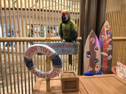 Allure of the Seas Pesky Parrot picture Uploaded in 2026 Photo courtesy of Celeste Agnew. Allure of the Seas Pesky Parrot picture