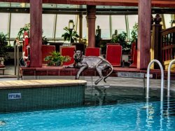 Jewel of the Seas Solarium picture